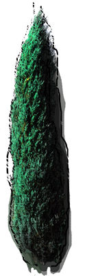 Jałowiec skalny "Blue Arrow"